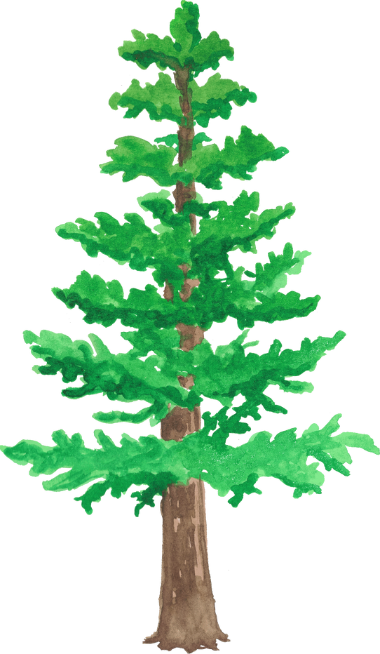 Watercolor Cedar Tree