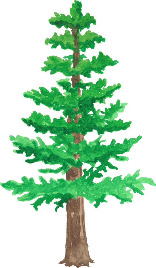 Watercolor Cedar Tree